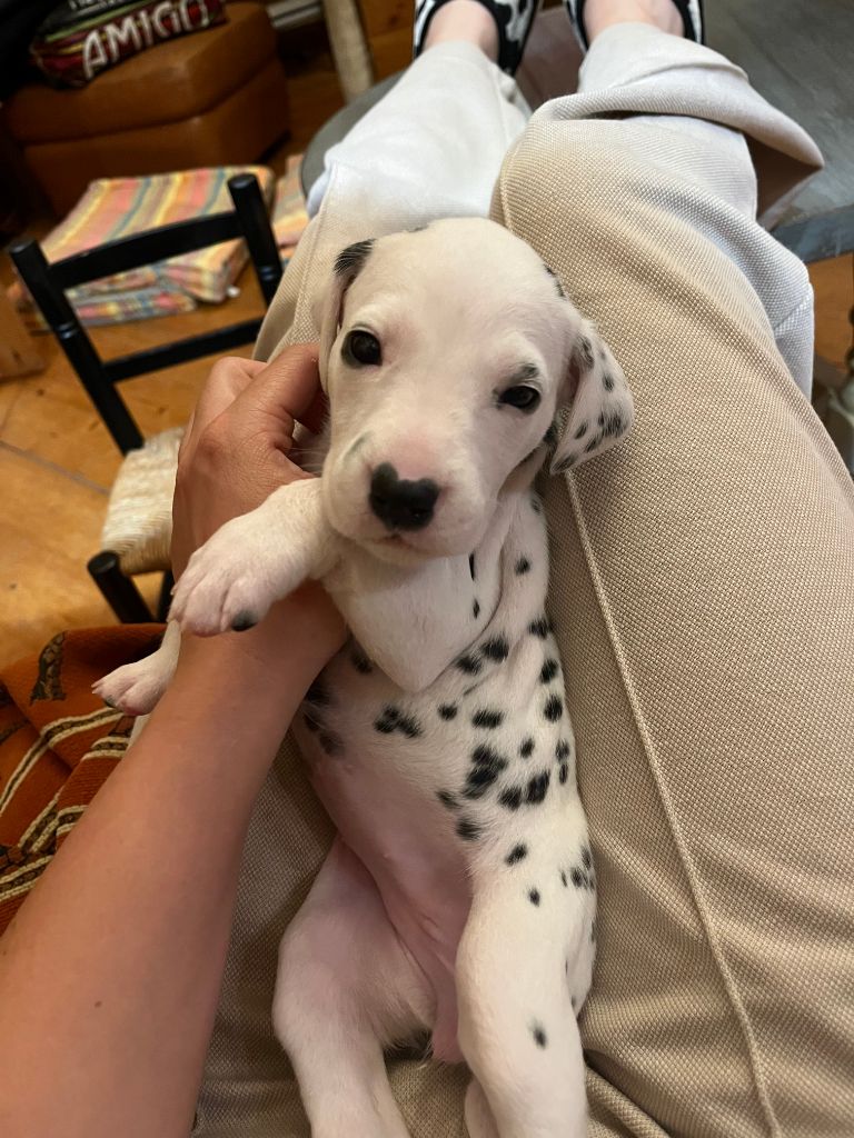 De La Pépinière - Chiot disponible  - Dalmatien