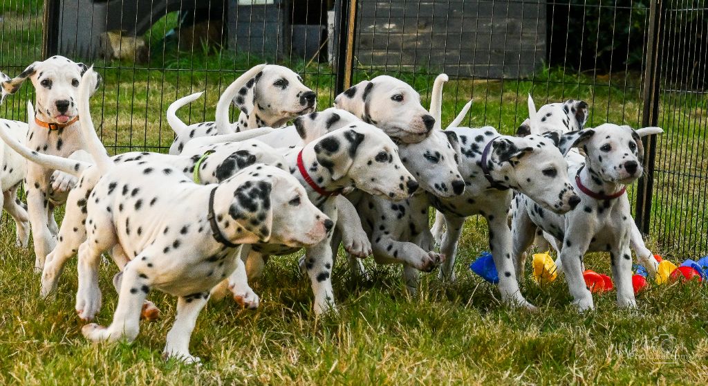 DES NOUVELLES DES CHIOTS 