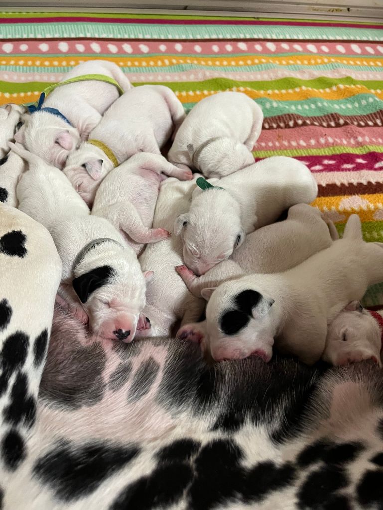 NAISSANCE DES CHIOTS VENDREDI 4 JUILLET 