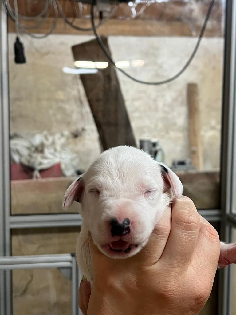 De La Pépinière - Chiots disponibles - Dalmatien
