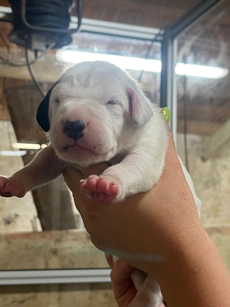 De La Pépinière - Chiots disponibles - Dalmatien
