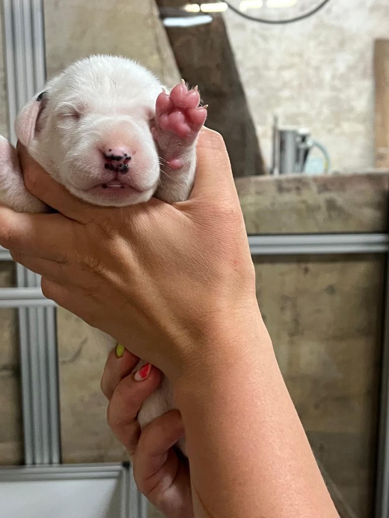 De La Pépinière - Chiots disponibles - Dalmatien