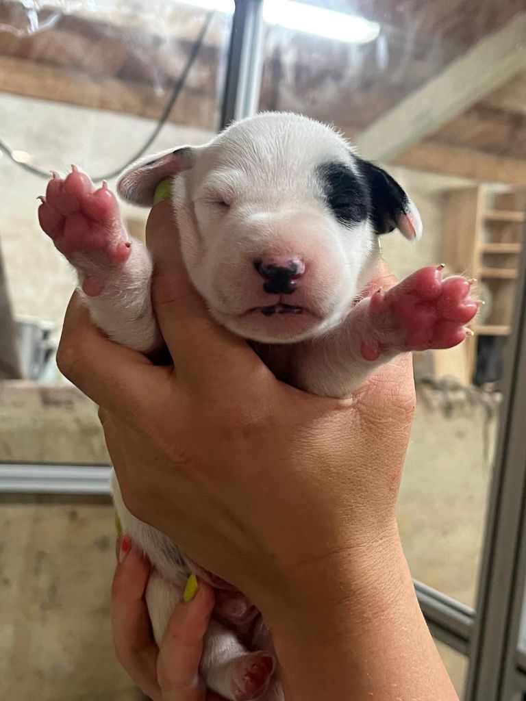 De La Pépinière - Chiots disponibles - Dalmatien