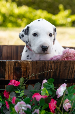 CHIOT