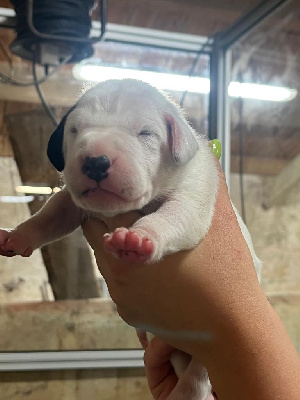 CHIOT