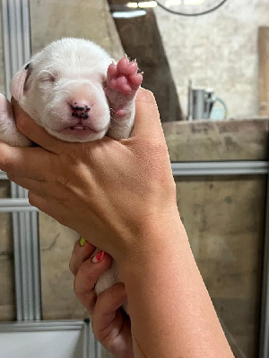 CHIOT