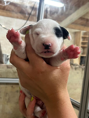 CHIOT