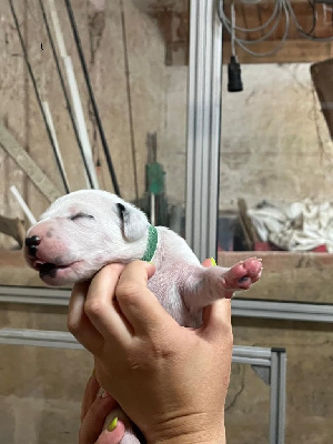 CHIOT