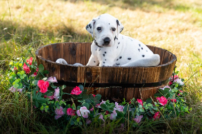 CHIOT