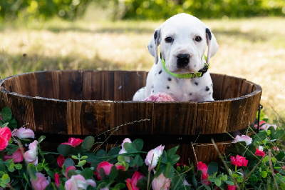 CHIOT