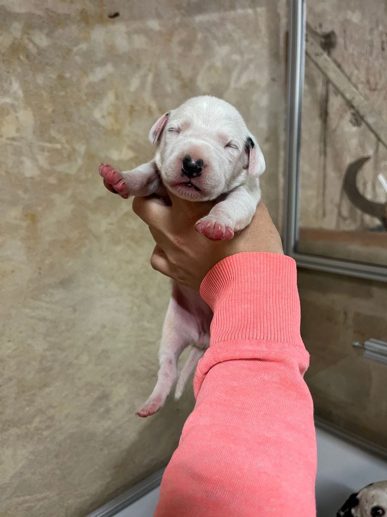 De La Pépinière - Chiots disponibles - Dalmatien