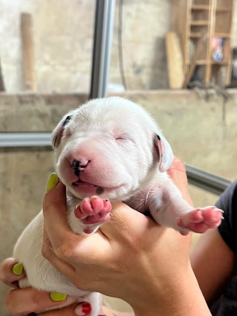 De La Pépinière - Chiots disponibles - Dalmatien