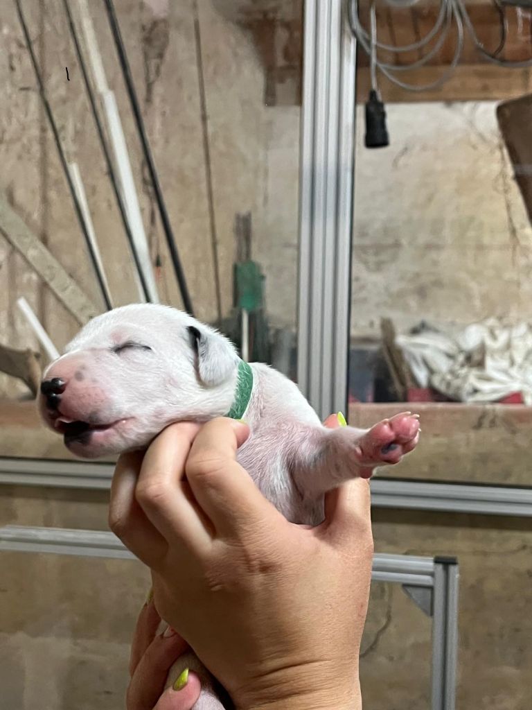 De La Pépinière - Chiots disponibles - Dalmatien