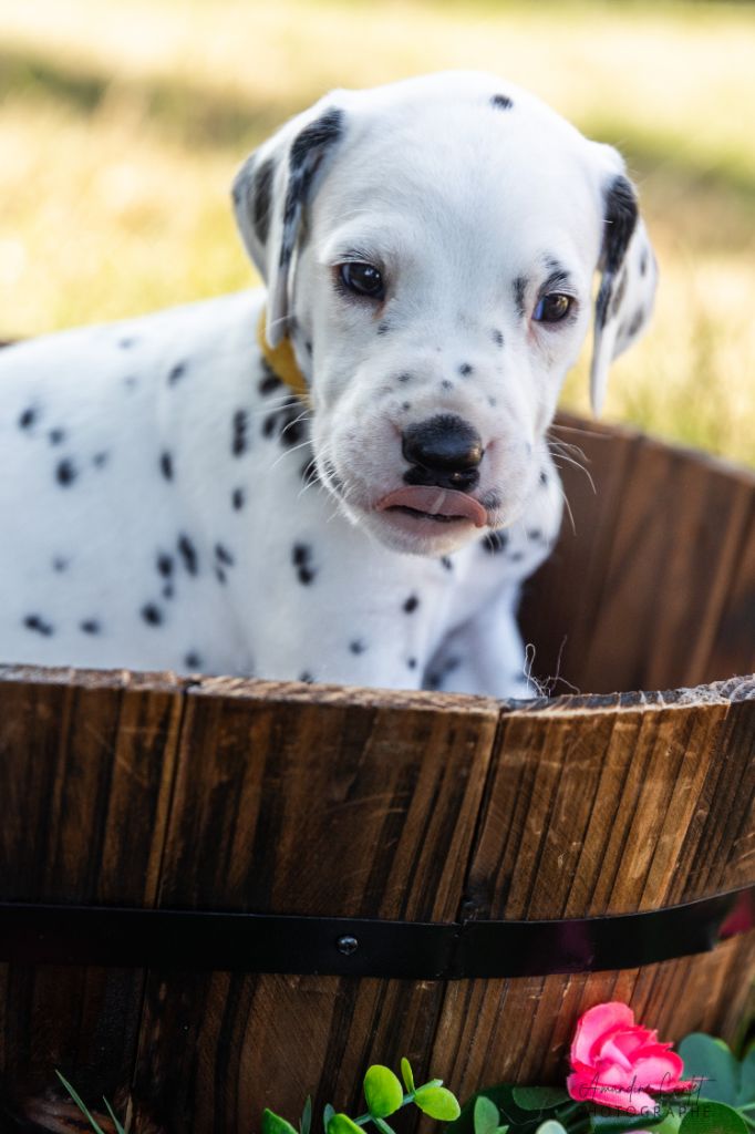 De La Pépinière - Chiots disponibles - Dalmatien