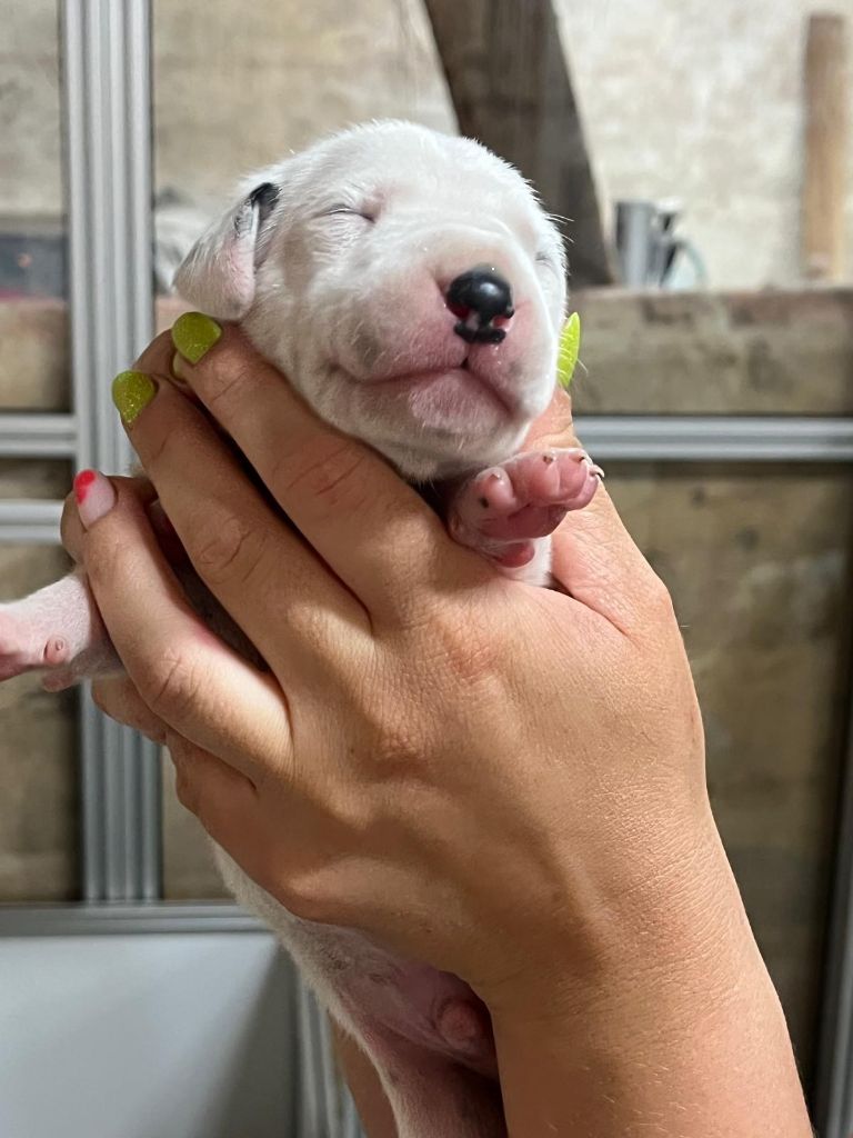 De La Pépinière - Chiots disponibles - Dalmatien
