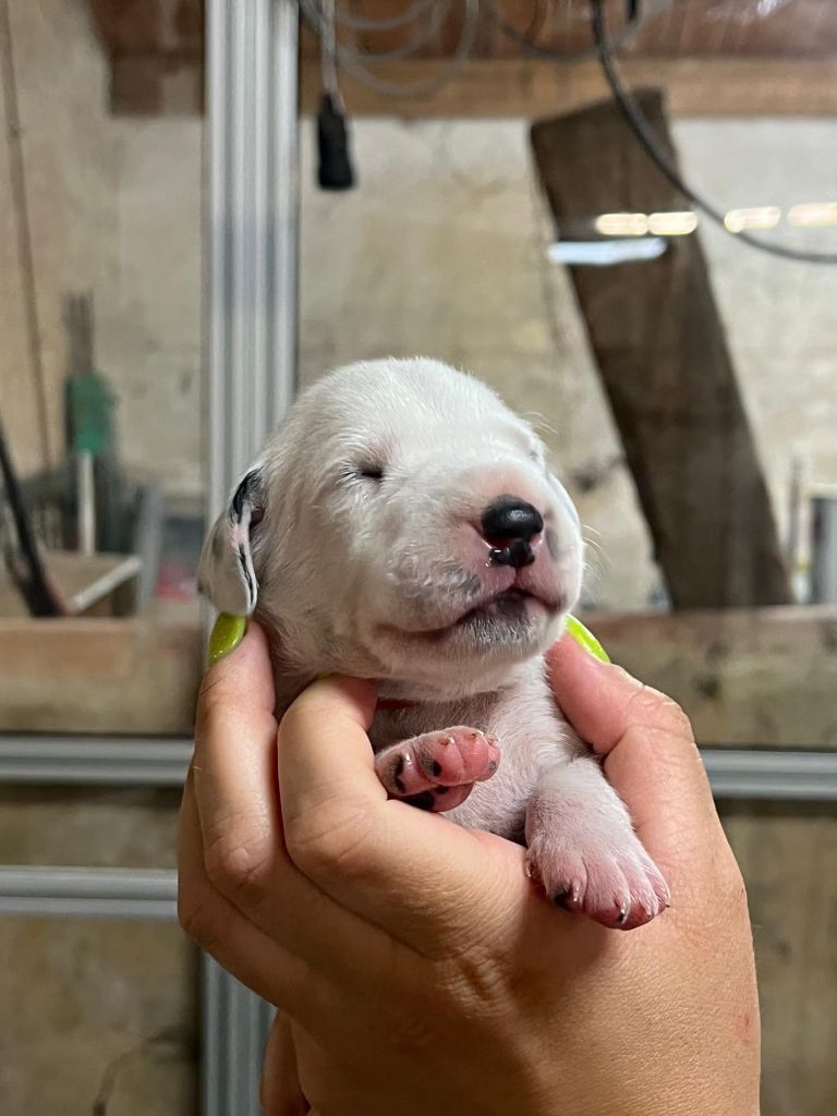 De La Pépinière - Chiots disponibles - Dalmatien
