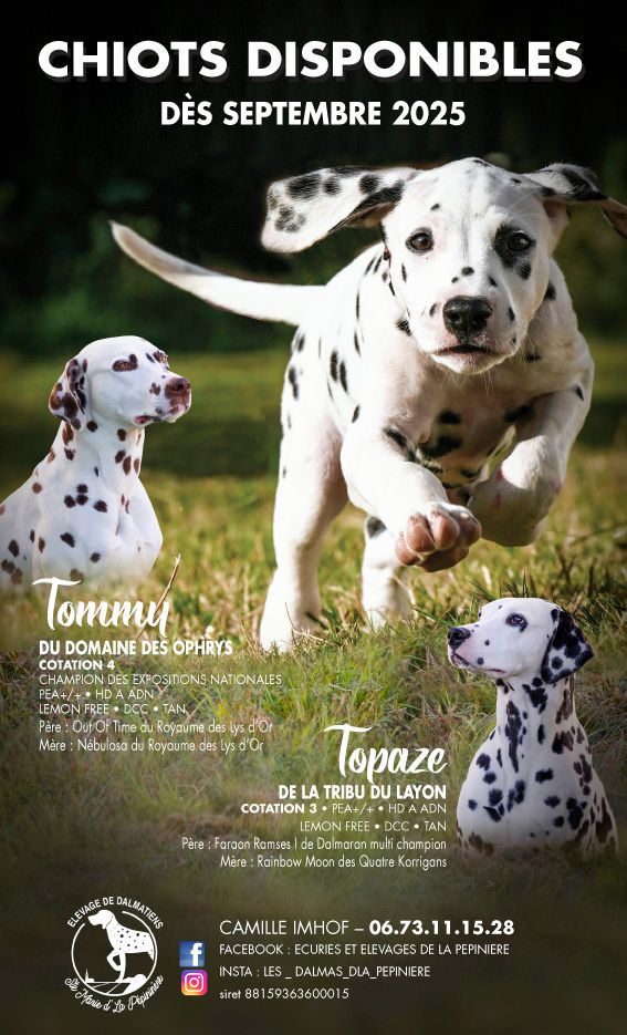 De La Pépinière - Dalmatien - Portée née le 04/07/2025