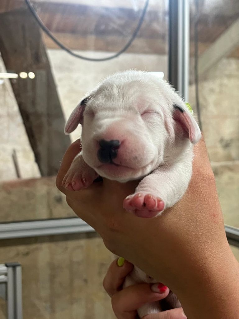 De La Pépinière - Chiots disponibles - Dalmatien